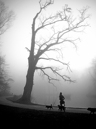 Man with Three Dogs